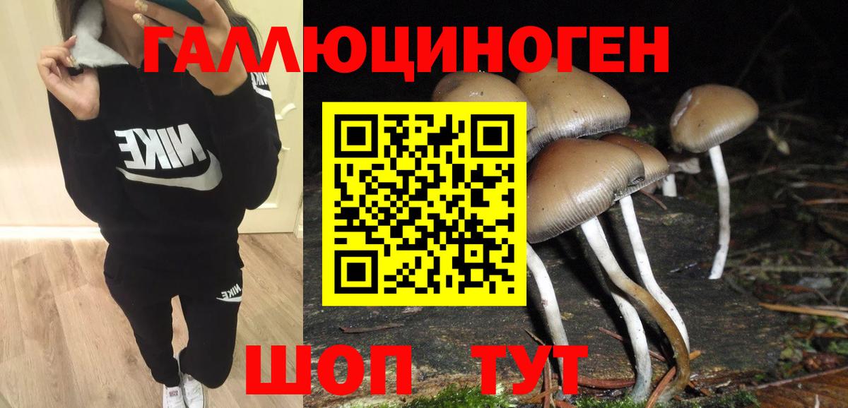 Псилоцибиновые грибы Psilocybe Печора